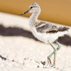 American Avocet